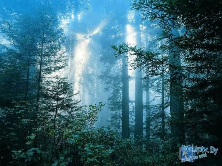 Jean Luvia - Forest song #1