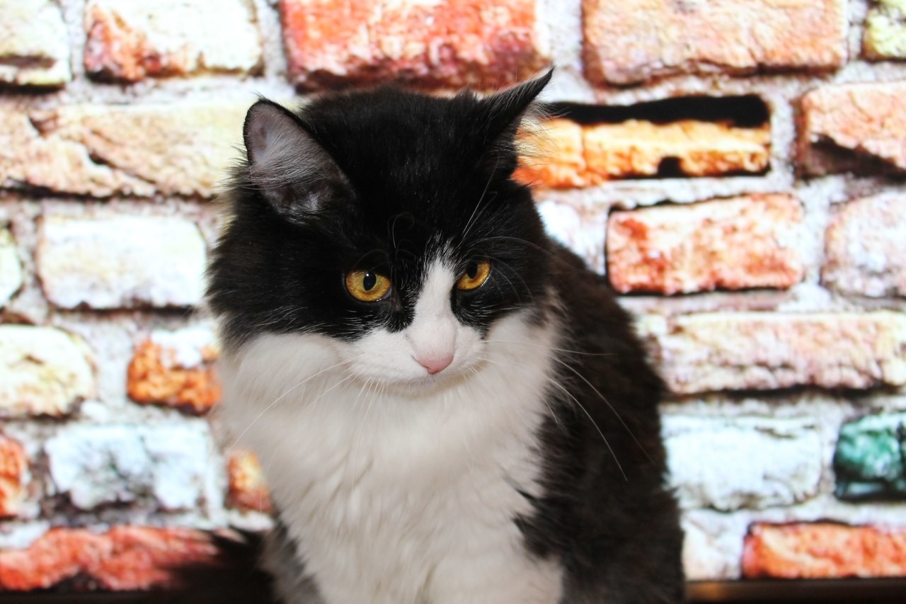 Ева Нова - Любовный треугольник Ева Нова - Любовный треугольник