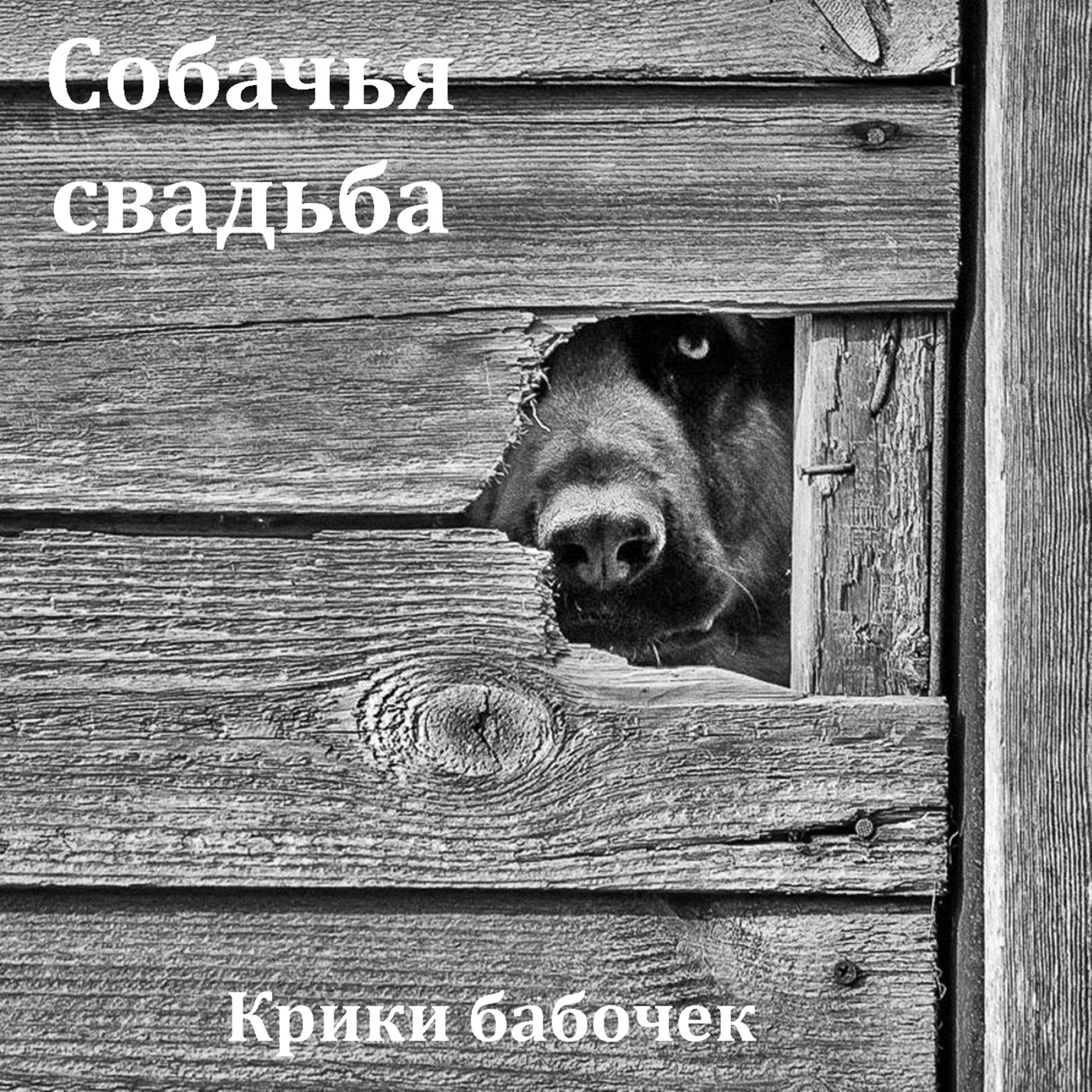 Крики бабочек - Собачья свадьба