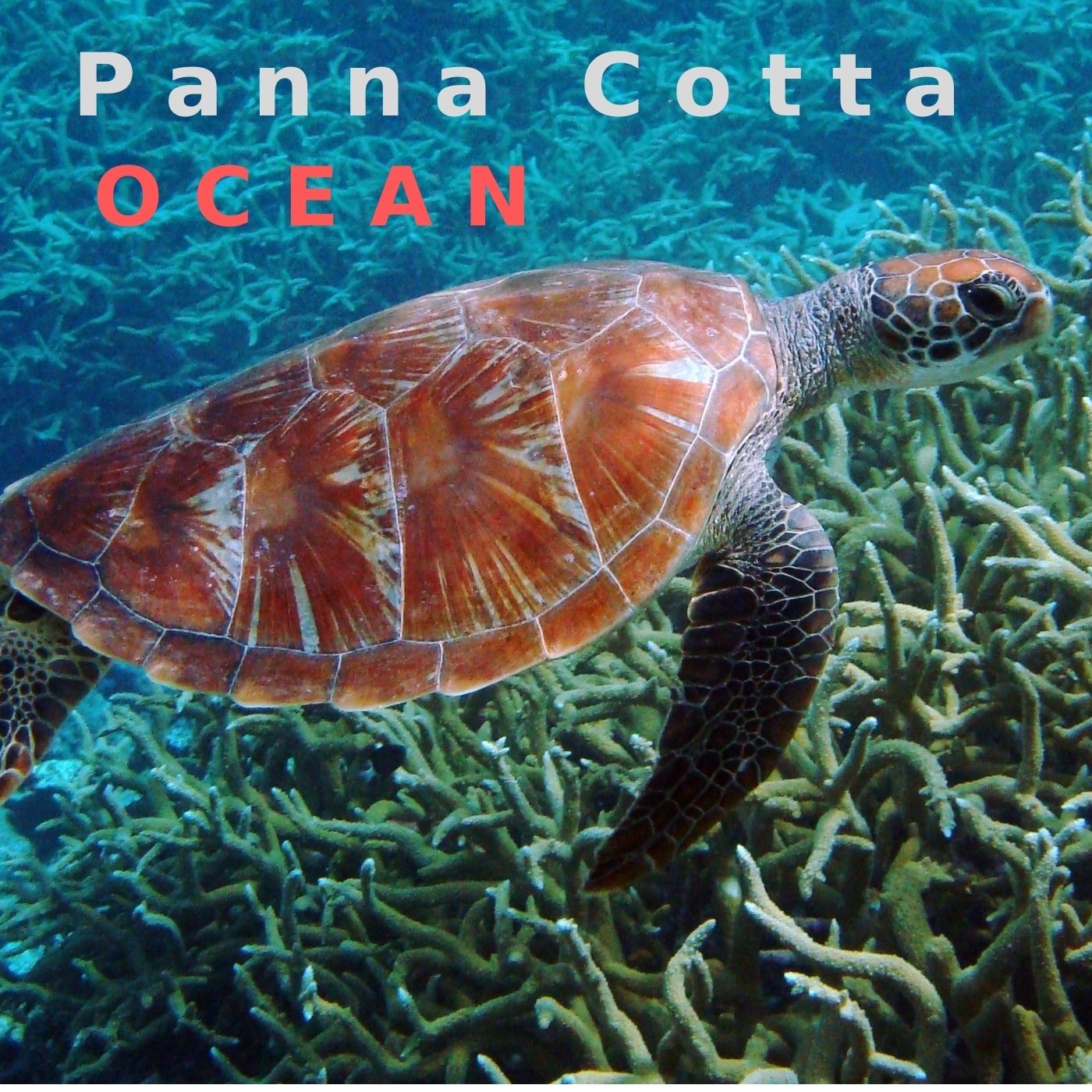Panna Cotta - Ocean episode artwork