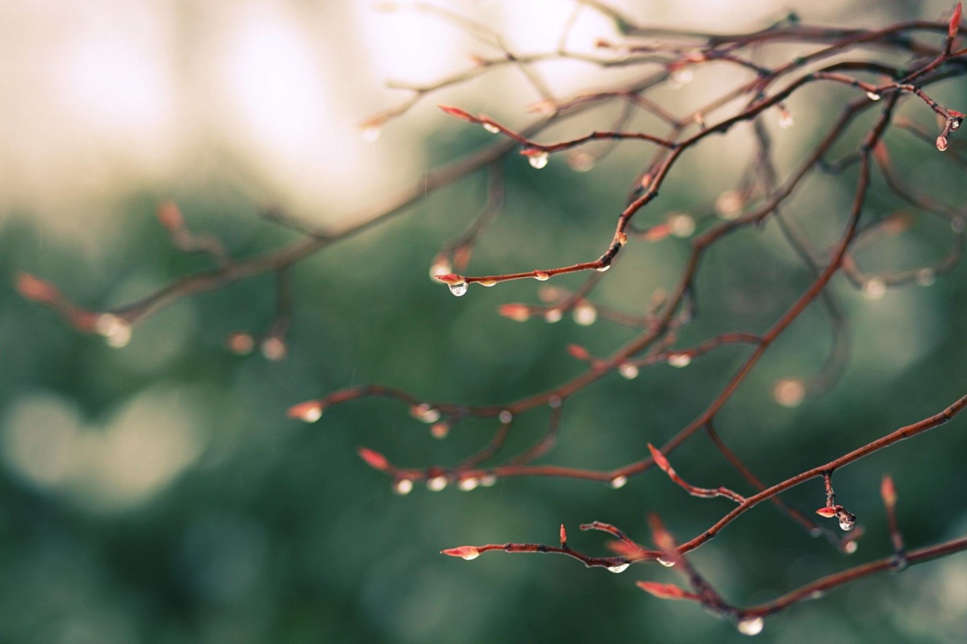Sonic Scope - The Joy of Spring