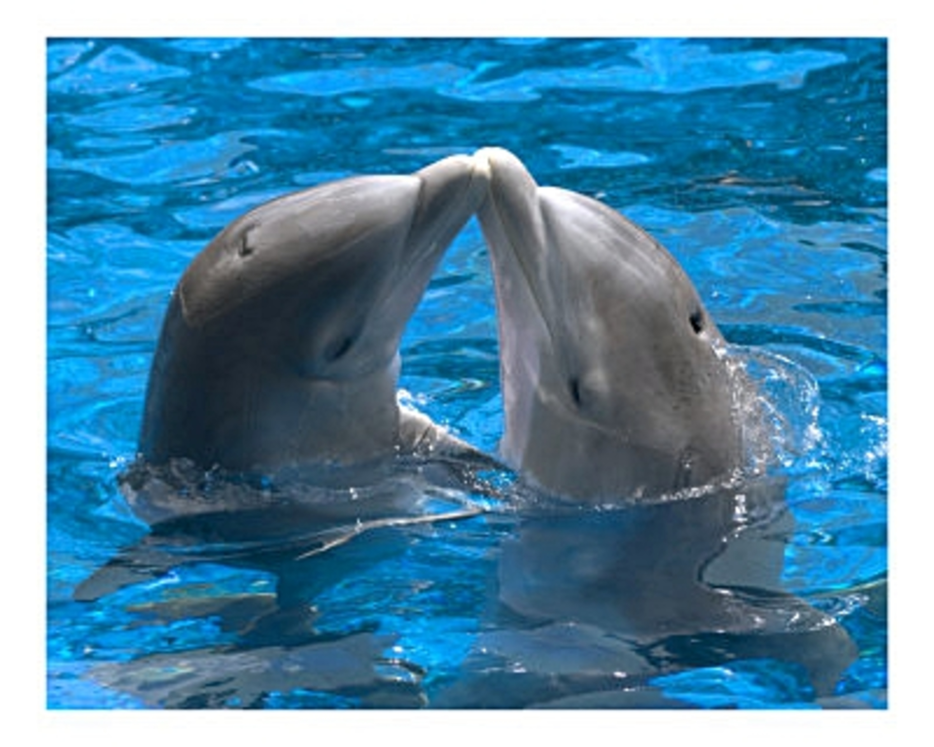 Дельфины с удовольствием разучивают. Дельфины. Дельфин в море. Фотографии дельфинов. Пара дельфинов.